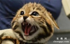 猫咪神经性皮炎的症状及治疗方法