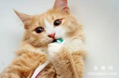 猫咪胆碱缺乏有什么影响？可引起严重的肝和肾功能障碍