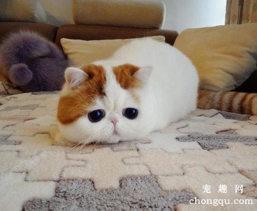 猫咪患烟酸缺乏症的症状及预防治疗方法