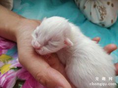<b>刚出生几天的猫咪怎么喂养?</b>