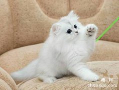 <b>猫咪心情不好怎么办？</b>