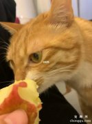 <b>怎么喂猫咪吃苹果？</b>