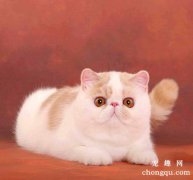 宠物猫误食老鼠药中毒的症状及治疗方法