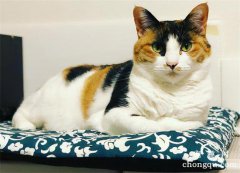 猫咪误食氟乙酰胺鼠药中毒的症状及治疗方法