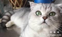 <b>猫咪有机磷中毒的症状及治疗方法</b>
