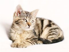 猫咪阴囊疝的症状及治疗方法