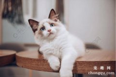 <b>猫咪鼻炎的症状及发病原因</b>