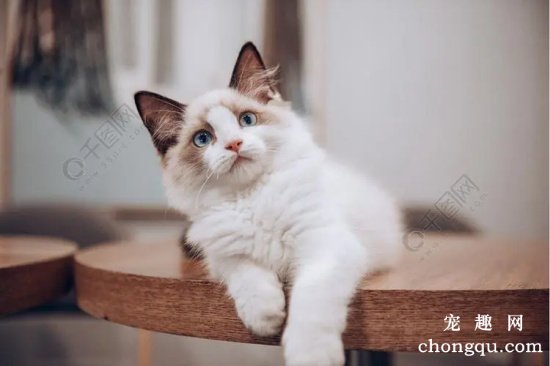 猫咪鼻炎的症状及发病原因