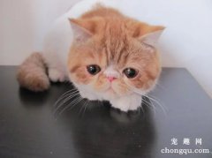 猫咪鼻炎的治疗方法