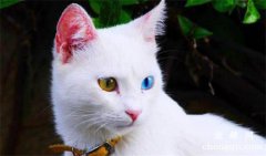 <b>猫咪气胸的症状及治疗方法</b>