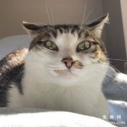 <b>猫飞机耳是怎么回事？</b>