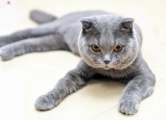 <b>刚出生小猫怎样辨别猫咪的公母？</b>