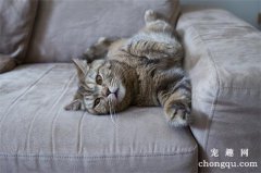 <b>怎么去除猫身上的跳蚤？</b>