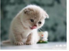 <b>猫咪患慢性牙龈炎怎么办？</b>