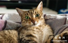 <b>如何预防猫咪过敏？</b>