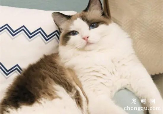 布偶猫常见的眼睛疾病的症状及治疗方法