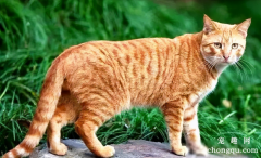 <b>如何照顾患慢性肾衰竭的猫咪？</b>