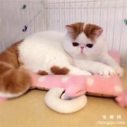 <b>异国短毛猫的常见病有哪些症状及治疗方法</b>