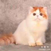 常见宠物猫耳部各种疾病的症状及治疗方法