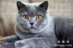 宠物猫不正常尿液的颜色、外观、PH值判断猫咪身体状况