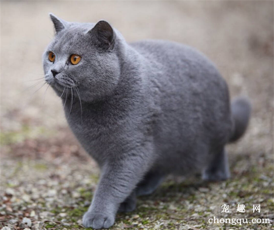 宠物猫咳嗽的原因及症状