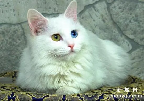 土耳其安哥拉猫遗传病：有很高的几率出现失聪