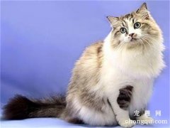 <b>宠物猫脱毛与掉毛的原因分析</b>