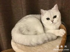 <b>饲养宠物猫必备常用药有哪些？</b>