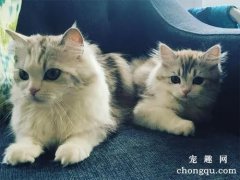 猫咪溴化物中毒怎么办？溴化物中毒的症状