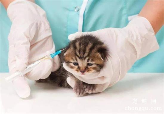 宠物猫注射疫苗时的注意事项？