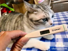 给宠物猫测量体温的两种方法
