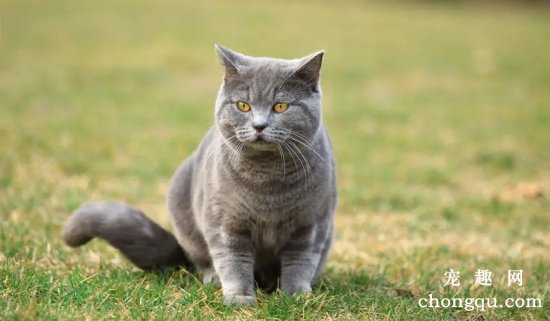 英国短毛猫感染猫癣了怎么办？