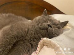 猫咪打呼噜的声音大该怎么办？