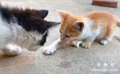 猫咪的这5种“行为”，并不是在向你撒娇，而是在向你求救