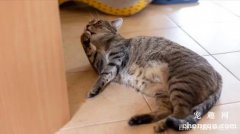 <b>你家的猫有小肚腩吗，这可不是胖哦！</b>