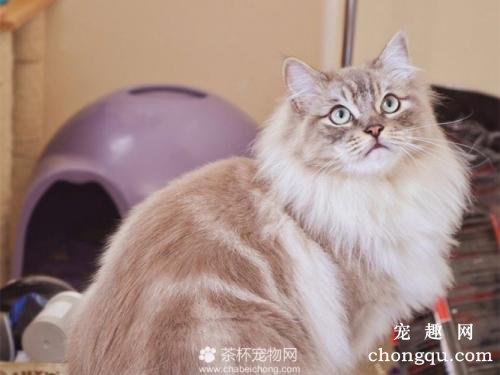 宠物猫拉稀不吃饭怎么办？