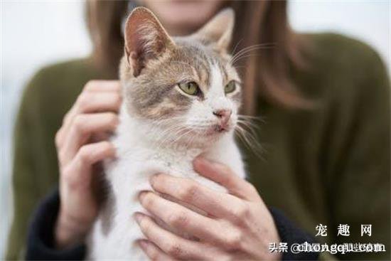 宠物猫怎么预防疥癣、壁虱、跳蚤、虱子？