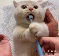 <b>如何给猫咪刷牙预防牙病？</b>
