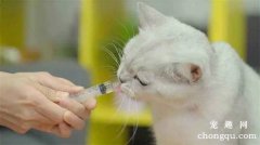 给宠物猫喂液体药物的方法及喂药片的方法