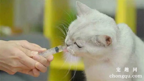 给宠物猫喂液体药物的方法及喂药片的方法