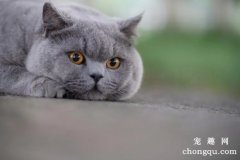 英短蓝猫为什么受欢迎？