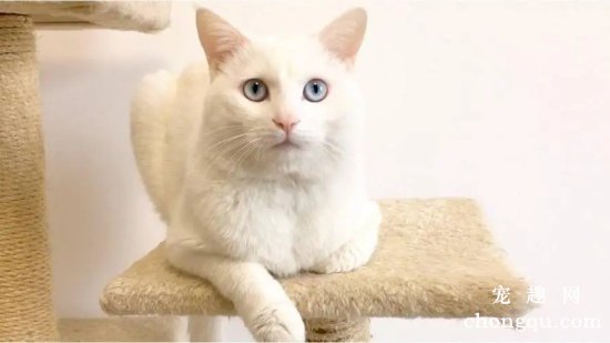 蓝眼白猫大多是耳聋吗？