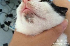 <b>如何治疗猫咪粉刺？宠物猫黑下巴的原因</b>
