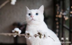 <b>常见的猫癣治疗方法及注意事项</b>