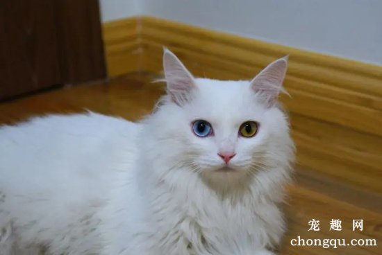 宠物猫泛白细胞减少症症状