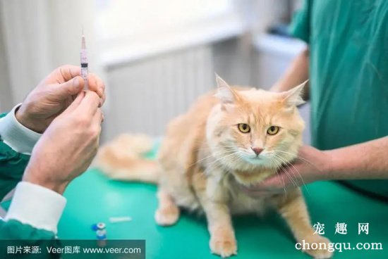猫咪的疫苗包含哪几种呢？疫苗多久打一次?
