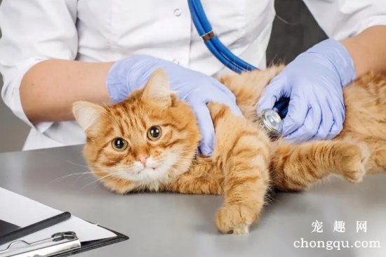 猫咪体检项目检查哪些内容？宠物猫体检多少钱一次？
