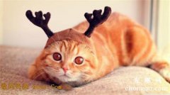 猫咪居住环境的调整手册