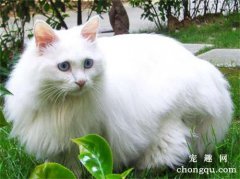 <b>猫咪太瘦该怎么办?</b>