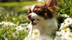 狗可以吃槐花吗?